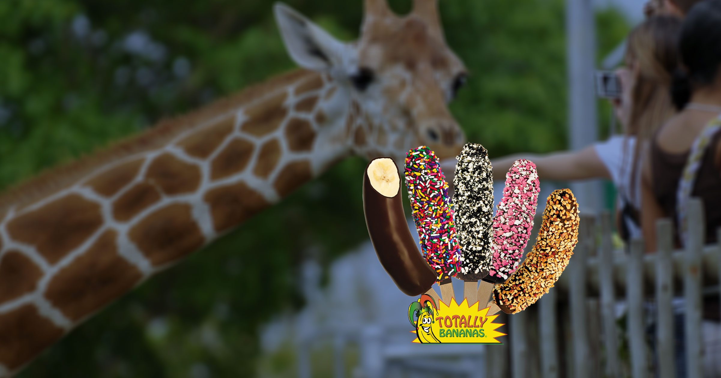 Frozen banana treats at a zoo concession